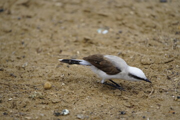 Masked water tyrant (Fluvicola nengeta) is a species of bird in the family Tyrannidae. Fortaleza Ceará, Brazil.
