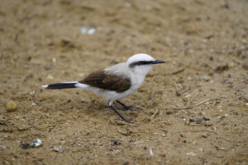 Masked water tyrant (Fluvicola nengeta) is a species of bird in the family Tyrannidae. Fortaleza Ceará, Brazil.
