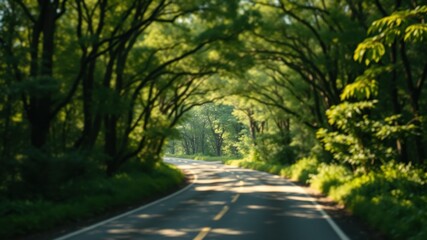 Fototapeta premium Scenic Drive Through Lush Green Canopy of Trees on a Sunny Day
