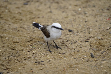 Masked water tyrant (Fluvicola nengeta) is a species of bird in the family Tyrannidae. Fortaleza Ceará, Brazil.