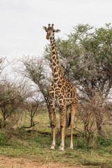 Masai Giraffe between trees i in Serengeti in Tanzania, East Africa