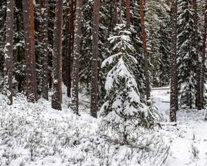 winter landscape with snow-covered trees, forest in winter, snow covers tree branches