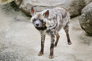 Hyena looking the camera 
