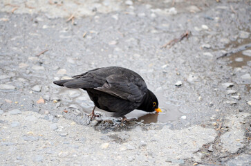Blackbird drinking water from a puddle