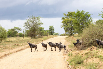 Wildebeest crossing the road during great migration in Serengeti in Tanzania, East Africa