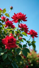 Full red rose bush in full bloom against a bright blue sky, bloom, flowers