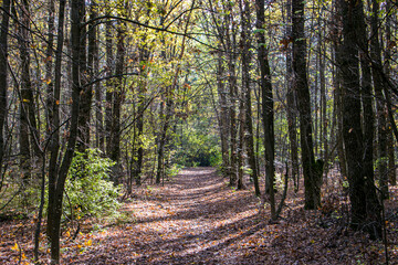 Obraz premium Path in the autumn forest. Wide path in the forest
