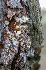 Pine sap. Drop of resin on a pine tree. Pine bark and yellow resin.