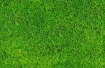 Green grass texture background, Top view of grass garden ideal concept used for making green flooring, lawn for training football pitch, Grass Golf Courses green lawn pattern textured background.	