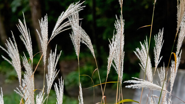 Pampas-grass in the morning blacklight
