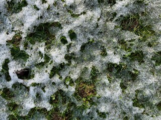 white snow patches on a green meadow