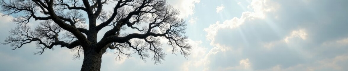 Bare branches of a big oak tree stretch towards grey sky, clouds, landscape, nature