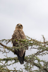 Tawny eagle (Aquila rapax) perched oon branche of an Acacia tree during Safari in Serengeti Tanzania East Africa