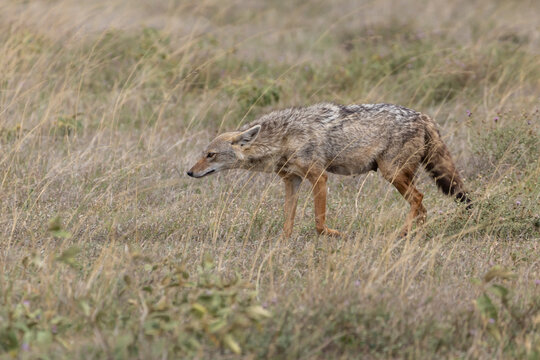 Golden jackals or golden wolf (Canis aureus) between grassland in Serengeti in Tanzania East Africa