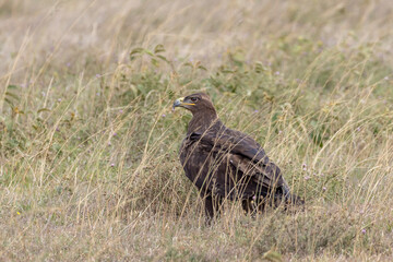 Tawny eagle (Aquila rapax) sitting between dry grass during Safari in Serengeti Tanzania East Africa