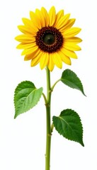 Obraz premium sunflower stems and leaves isolated on white background, foliage, plants