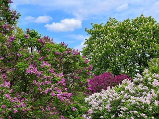 Obraz premium Spring park with blossoming lilac shrubs and horse chestnut tree 