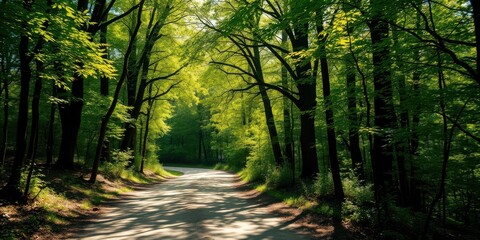 Fototapeta premium Sun-dappled path winding through a lush green forest with tall trees casting shadows