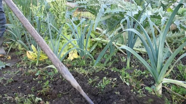 Hoeing around leeks (Allium ampeloprasum) on an allotment.