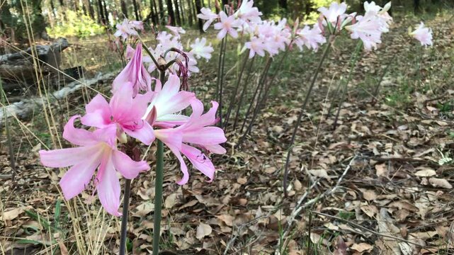 Pemberton Western Australia WA Australia Amaryllis belladonna, Jersey lily,belladonna-lily, naked-lady-lily, March lily flower in the forest. The flower is considered and environmental weed in Western