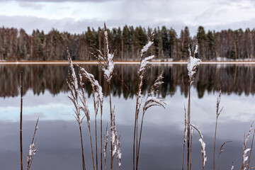winter landscape with calm lake, white trees, reeds, reflections of the still lake, enchanting...