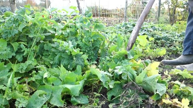 Digging up parsnips / Pastinaca sativa 'Guernsey' on an authentic allotment (i.e. with weeds)