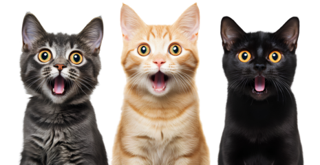 Three cats with surprised expressions isolated on a transparent background, PNG