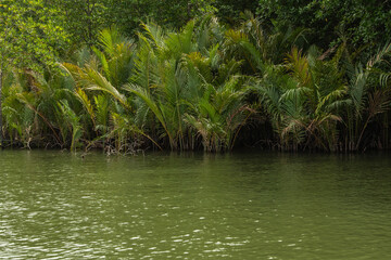 Lush Green Mangrove Forest by the Water
