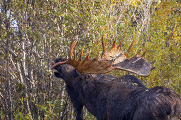 Bull Moose during the Rut in Autumn in Grand Teton National Park Wyoming