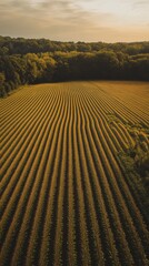 Naklejka premium Aerial view of lush green corn field with rows of crops extending towards the horizon. Nature and agriculture combine in this stunning landscape. Generative AI.