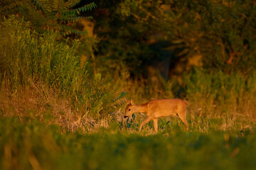 Roe deer ,, Capreolus capreolus ,,  in a field near the forest on a summer morning, Danubian wetland, Slovakia
