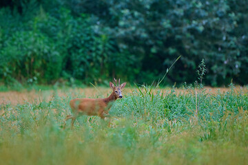 Roe deer ,, Capreolus capreolus ,,  in a field near the forest on a summer morning, Danubian...