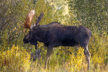 Bull Moose during the Rut in Autumn in Grand Teton National Park Wyoming