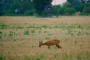 Roe deer ,, Capreolus capreolus ,,  in a field near the forest on a summer morning, Danubian wetland, Slovakia