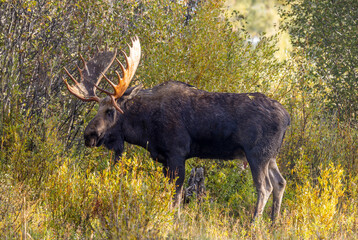 Bull Moose during the Rut in Autumn in Grand Teton National Park Wyoming