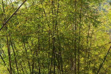 Lush and Green Bamboo Forest