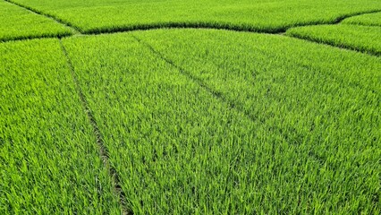 A refreshing view of green rice plants at the rice field in Indonesia