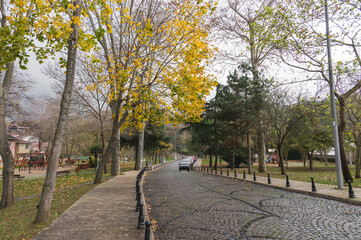 Beautiful street in Beykoz, trees with yellow leaves on a cloudy day. Istanbul, Turkey