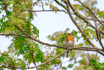 robin in the tree (Erithacus rubecula)