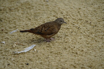 
The ruddy ground dove (Columbina talpacoti) is a small New World tropical dove. It is a resident breeder from Mexico south to Brazil, Peru and Paraguay. Fortaleza, Brazil.
