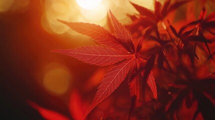 Fototapeta premium Close-up of plant with red leaves