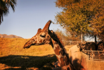 giraffe in the savannah