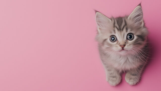 cat_background_129