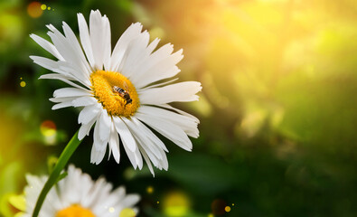 bee insect daisy flower on a green background