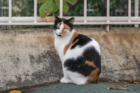 Adorable brown black and white tabby cat posing for the camera