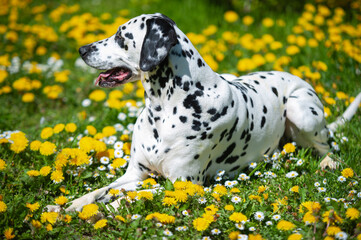 Dalmatian dog is lying on a lawn among blooming dandelions and daisies