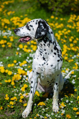 Dalmatian dog  sitting on a lawn among blooming dandelions and daisies