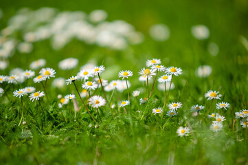 Flowering daisies and fresh greenery in sunny day