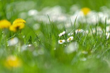 Spring meadow with flowering yellow dandelions, daisies and fresh green grass