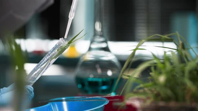 agrochemical laboratory, professional male lab technician in protective gloves dripping chemical into test tube with plant to diagnose diseases and soil quality, close-up